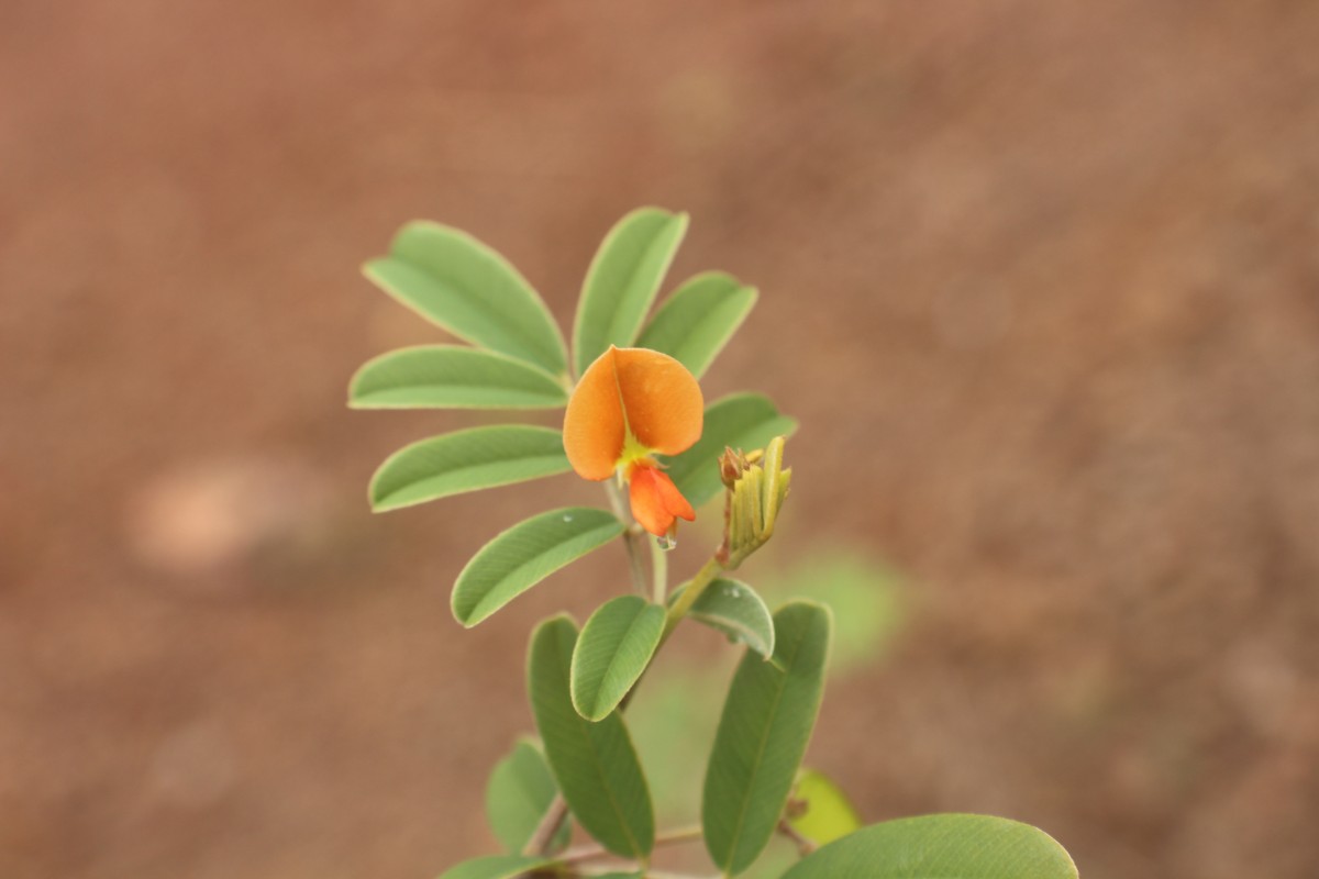 Tephrosia tinctoria (L.) Pers.